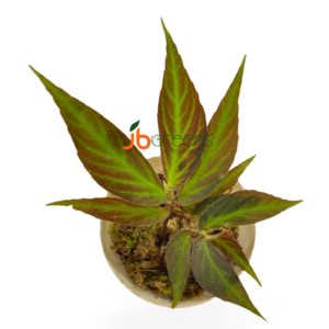 Begonia sp. Green Line