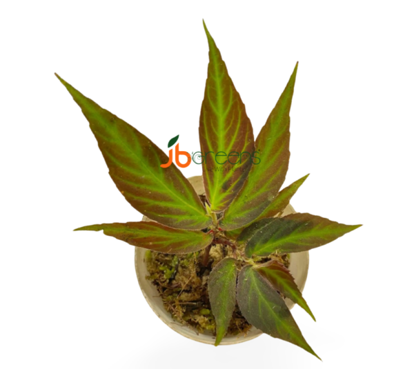Begonia sp. Green Line