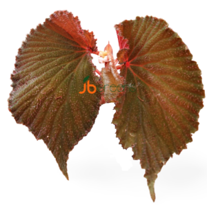 Begonia sp. Lambi