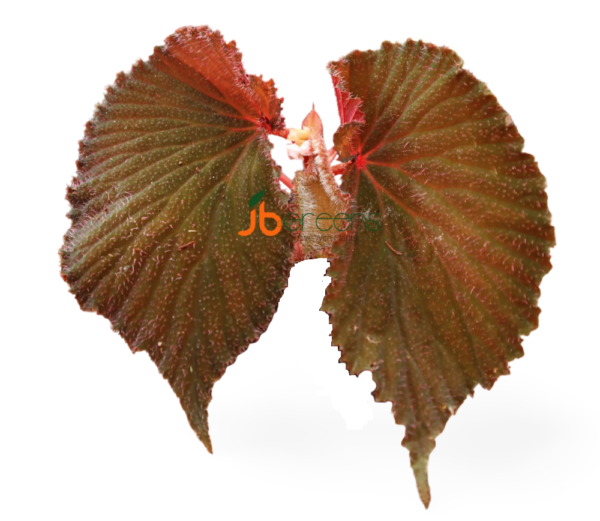 Begonia sp. Lambi
