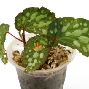 Begonia sp. Mantuk