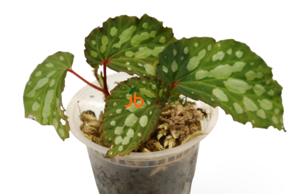 Begonia sp. Mantuk