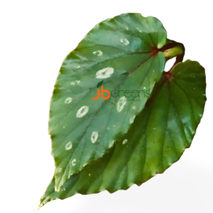 Begonia sp. Polkadot