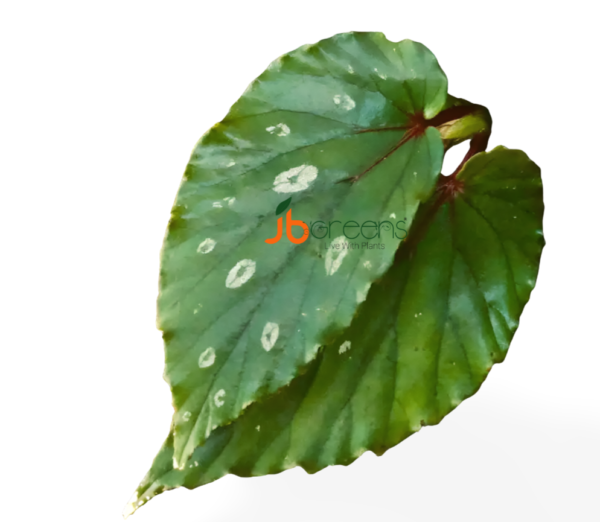 Begonia sp. Polkadot