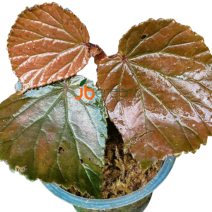 Begonia sp. Raun