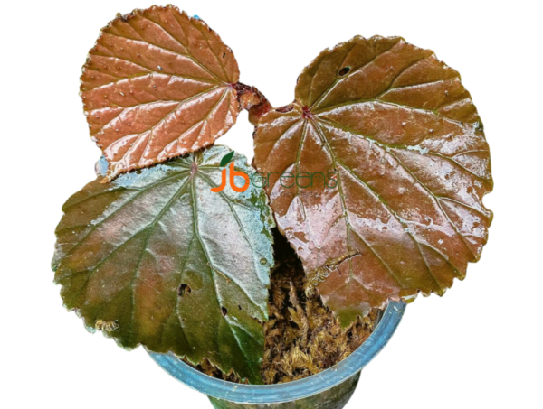 Begonia sp. Raun