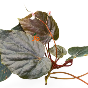 Begonia sp. Red Sictopoda