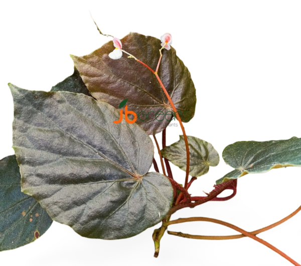 Begonia sp. Red Sictopoda