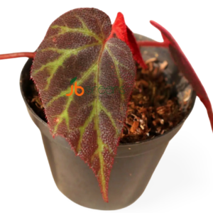 Begonia sp. Red Sumatra