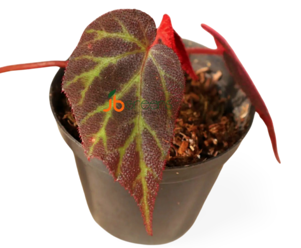 Begonia sp. Red Sumatra
