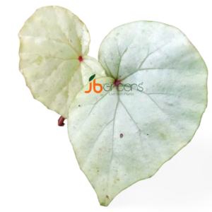 Begonia sp. Senai
