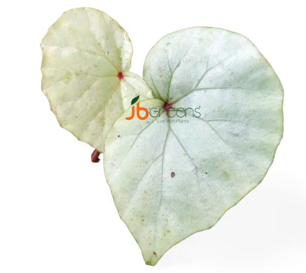 Begonia sp. Senai