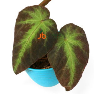 Begonia sp. Sumatra