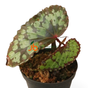 Begonia sp. Umbrella