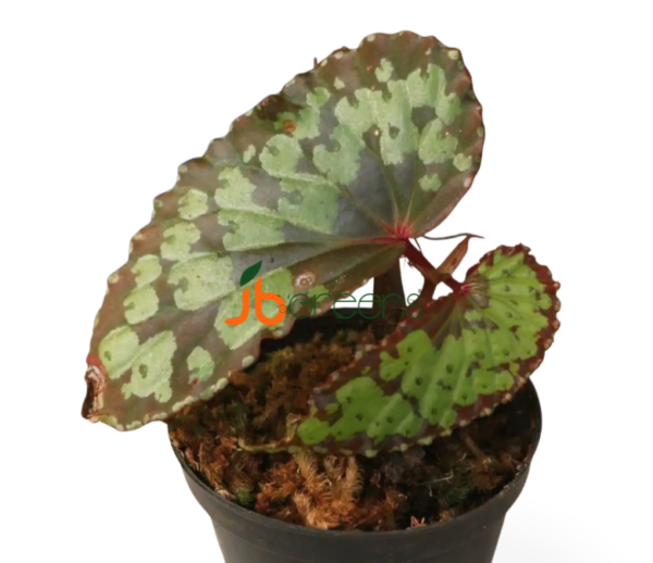 Begonia sp. Umbrella