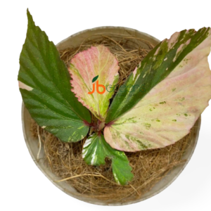 Begonia sp Variegated Pink