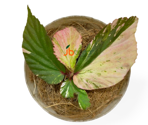 Begonia sp Variegated Pink