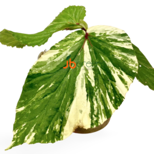 Begonia sp Variegated West Borneo