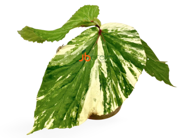 Begonia sp Variegated West Borneo