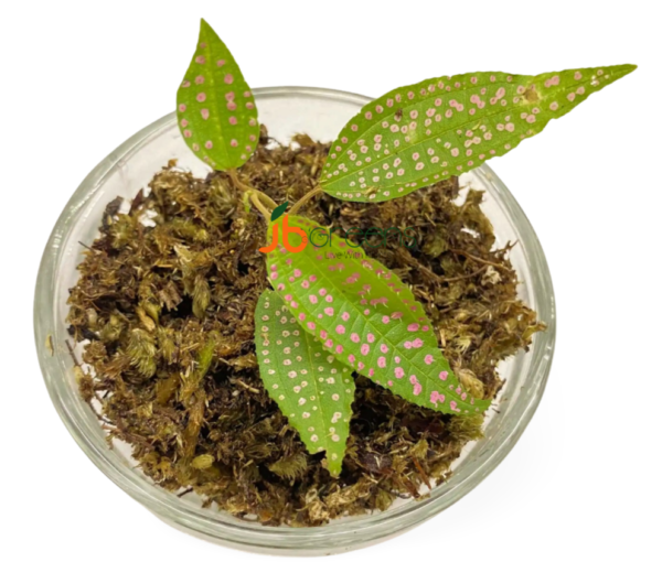 Blastus Cochinchinensis