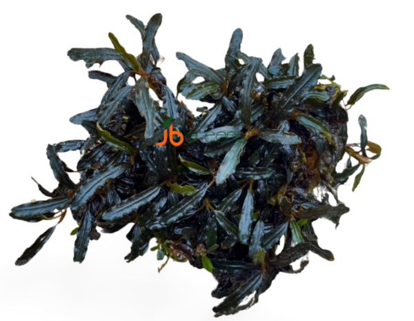 Bucephalandra Belindae (set of 5)