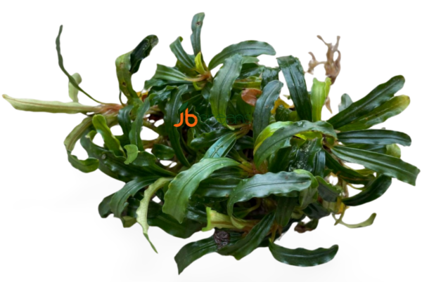 Bucephalandra Biblis (set of 5)