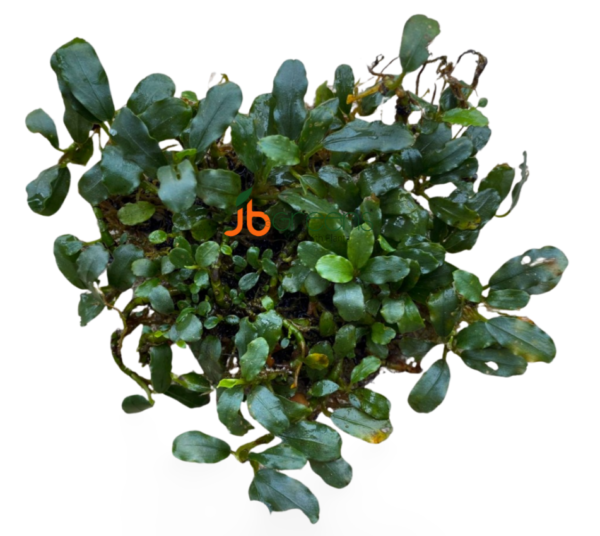 Bucephalandra Broad Wavy (set of 5)