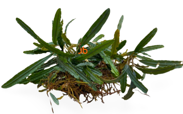 Bucephalandra Crocodile Land (set of 3)