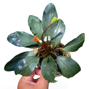 Bucephalandra Forcipula Var Pearl Grey