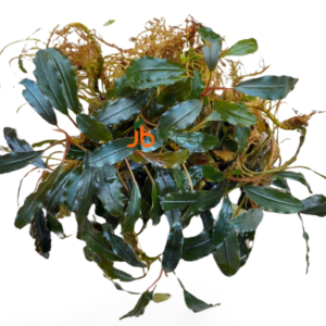 Bucephalandra Godzilla (set of 3)