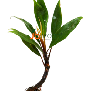 Bucephalandra Goliath