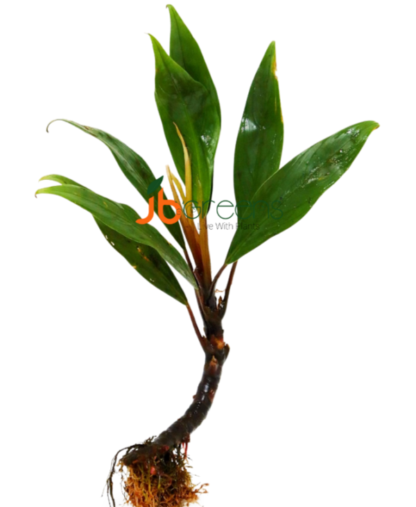 Bucephalandra Goliath