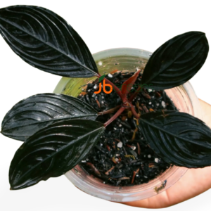Bucephalandra Kishii Var Skeleton King