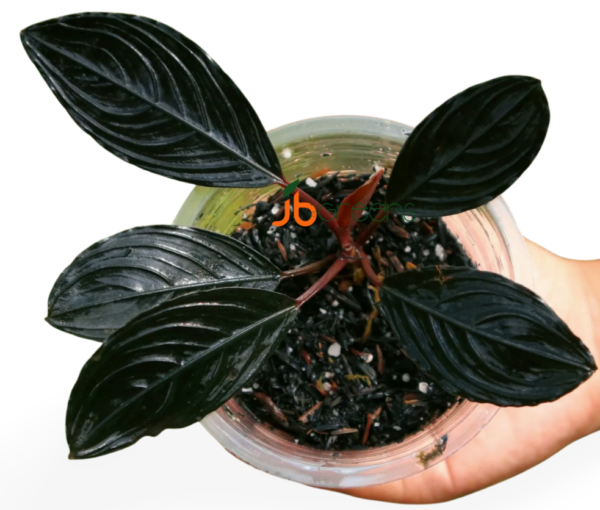 Bucephalandra Kishii Var Skeleton King