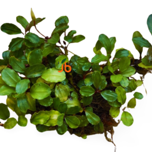 Bucephalandra Light Green (set of 3)