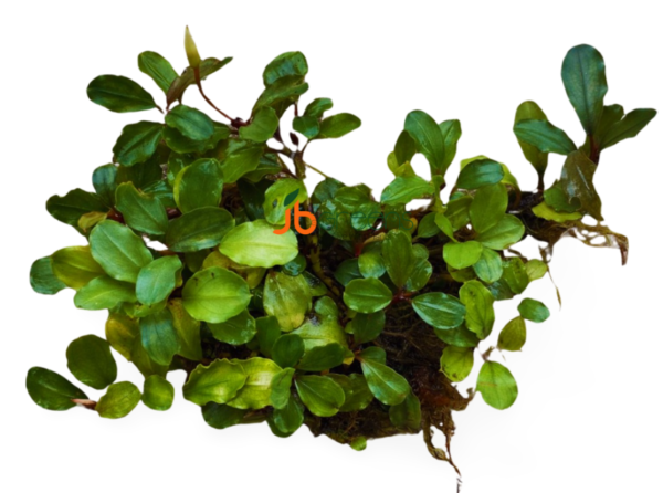 Bucephalandra Light Green (set of 3)