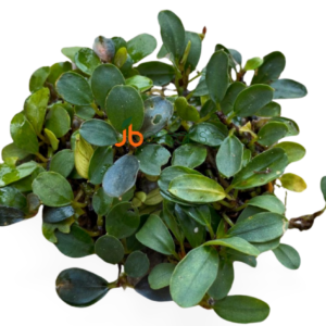 Bucephalandra Mini Venus (set of 3)