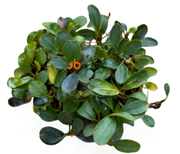 Bucephalandra Mini Venus (set of 3)