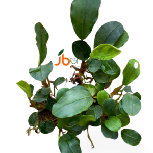 Bucephalandra Peacock (set of 2)