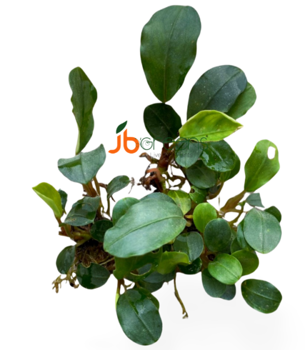 Bucephalandra Peacock (set of 2)