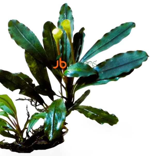 Bucephalandra Pubes var Palm Tree (set of 2)