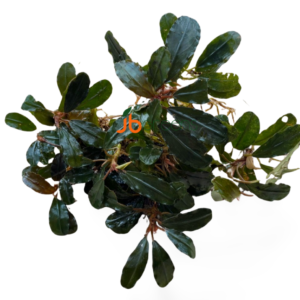 Bucephalandra Red Purple (set of 2)