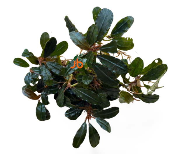 Bucephalandra Red Purple (set of 2)