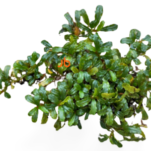 Bucephalandra Silver Aurora (set of 3)