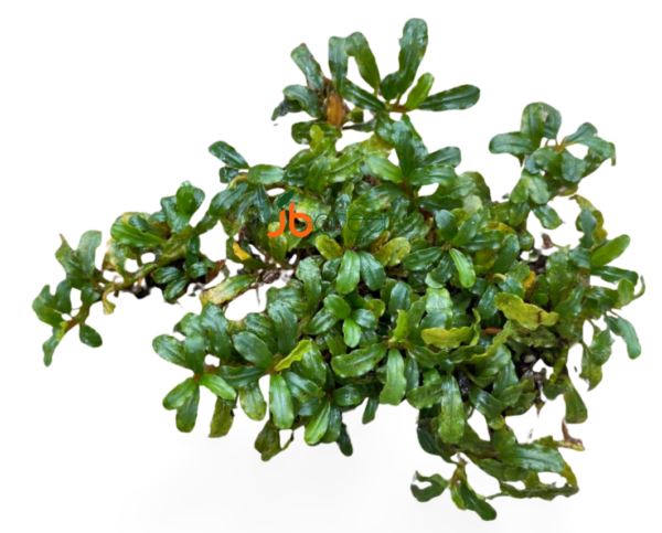 Bucephalandra Silver Aurora (set of 3)