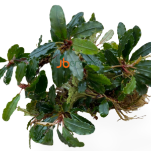 Bucephalandra Super Blue (set of 3)