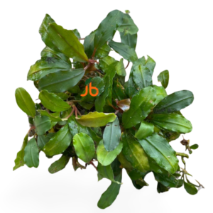 Bucephalandra Theia (set of 3)