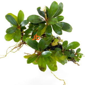 Bucephalandra Venus (set of 3)