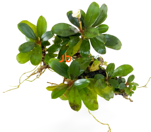 Bucephalandra Venus (set of 3)