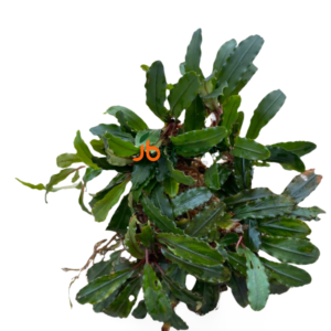 Bucephalandra Wavy Leaf (set of 2)